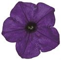 Afbeelding van Petunia P12 Ew Blue